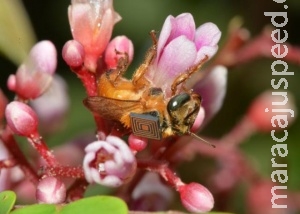 Estudo monitora abelhas nativas por meio de microchip