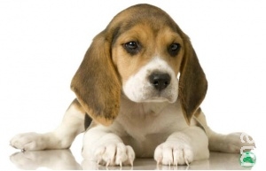 Aprovada aceitação de métodos alternativos ao uso de animais Aprovada aceitação de métodos alternativos ao uso de animais