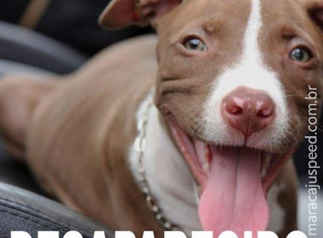 Dono de cão que sumiu ao perseguir bandidos oferece recompensa de R$ 1 mil Dono de cão que sumiu ao perseguir bandidos oferece recompensa de R$ 1 mil