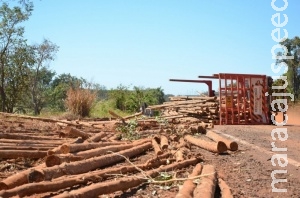 Treminhão tomba durante madrugada e eucalipto atrapalha tráfego na BR 262