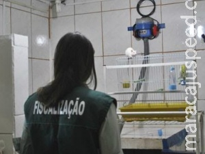 CRMV autua veterinária e pet shop por más condições CRMV autua veterinária e pet shop por más condições