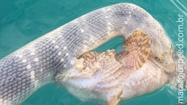 Mergulhador registra batalha de cobra e peixe venenoso Mergulhador registra batalha de cobra e peixe venenoso