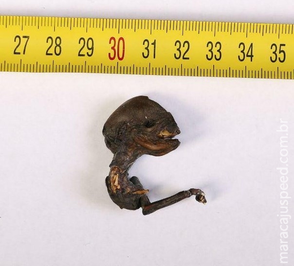 Cadáver de "alien" desperta atenção da comunidade científica Cadáver de "alien" desperta atenção da comunidade científica