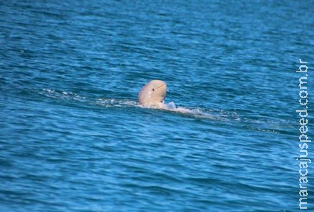 Golfinho raro é fotografado na Austrália e parece sorrir para a foto Golfinho raro é fotografado na Austrália e parece sorrir para a foto