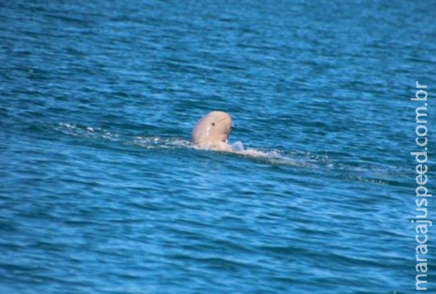 Golfinho raro é fotografado na Austrália e parece sorrir para a foto