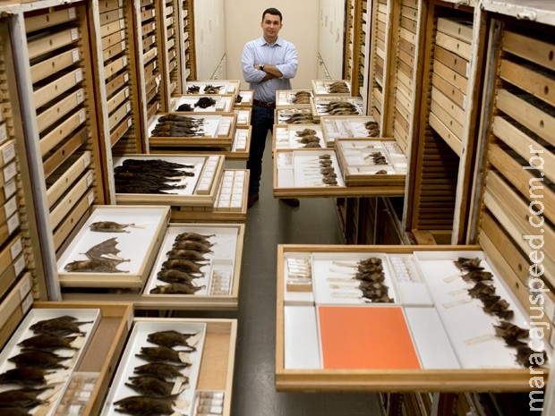 Brasileiro descobre nova espécie de morcego em museu nos EUA Brasileiro descobre nova espécie de morcego em museu nos EUA