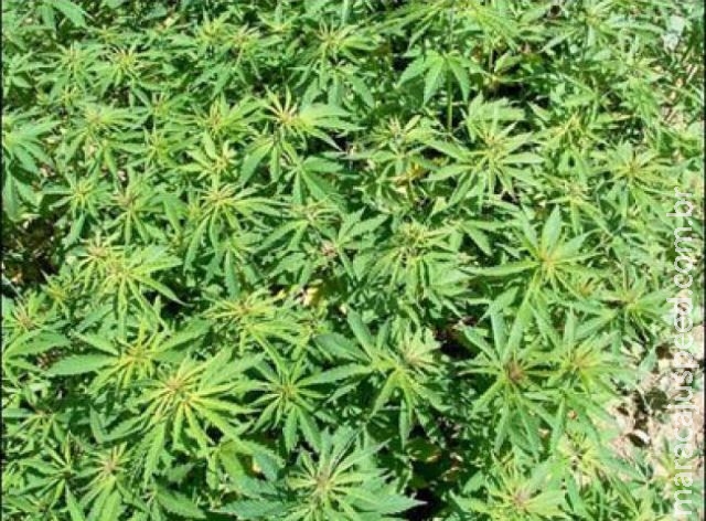 Polícia da Albânia destrói mais de 650.000 pés de maconha Polícia da Albânia destrói mais de 650.000 pés de maconha