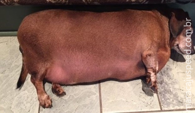 Cão salsicha "superobeso" choca funcionários de abrigo nos EUA