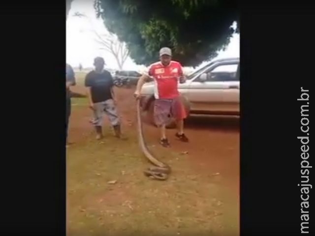 Polícia Ambiental autua homem que divulgou vídeo agredindo cobra sucuri Polícia Ambiental autua homem que divulgou vídeo agredindo cobra sucuri