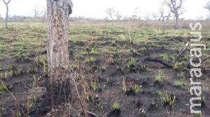 Fazendeiro da Capital causa incêndio em pastagem e é multado em R$ 24 mil Fazendeiro da Capital causa incêndio em pastagem e é multado em R$ 24 mil