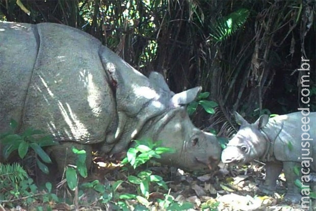 Parque da Indonésia acha 3 filhotes do rinoceronte mais raro do mundo