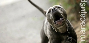 Dono de cães que mataram um homem é condenado por homicídio culposo Dono de cães que mataram um homem é condenado por homicídio culposo