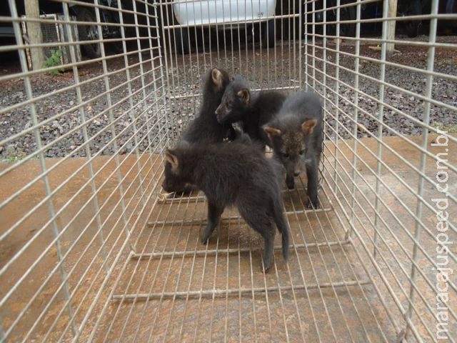 PMA recolhe 5 filhotes de espécie rara de cachorro do mato