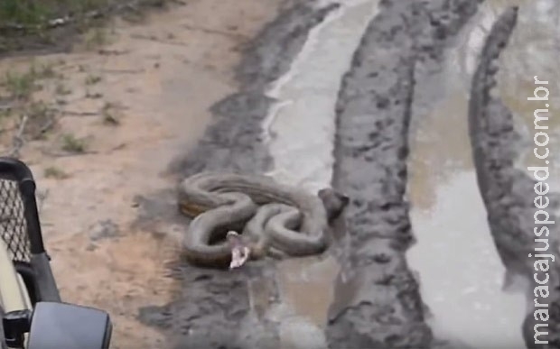 Cobra enorme é filmada atacando veículo de turistas na África do Sul Cobra enorme é filmada atacando veículo de turistas na África do Sul
