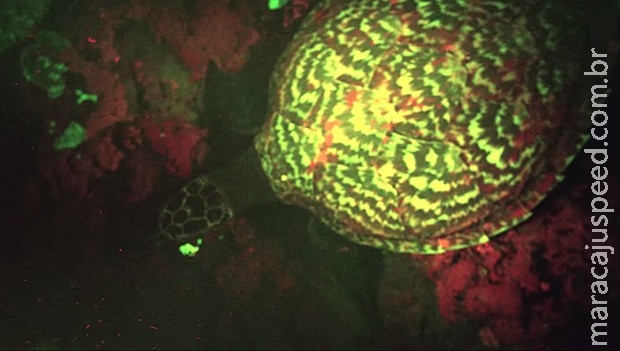 Expedição de biólogos filma tartaruga fluorescente na Nova Zelândia Expedição de biólogos filma tartaruga fluorescente na Nova Zelândia