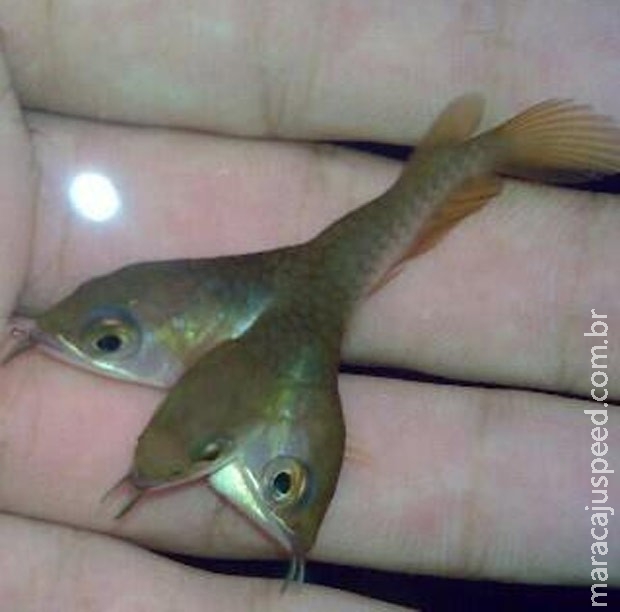 Foto de peixe que teria três cabeças provoca debate na web Foto de peixe que teria três cabeças provoca debate na web