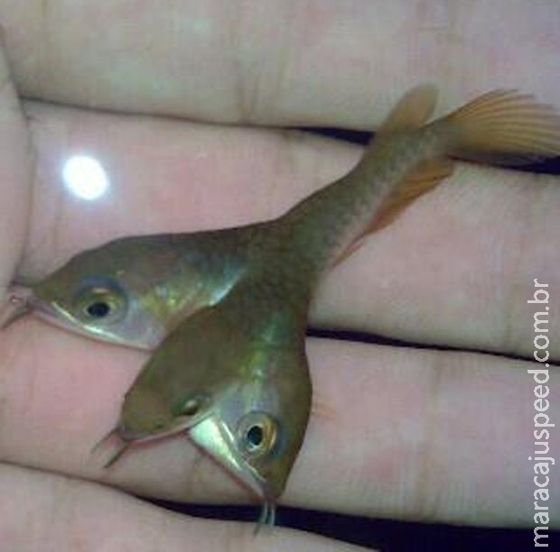 Foto de peixe que teria três cabeças provoca debate na web