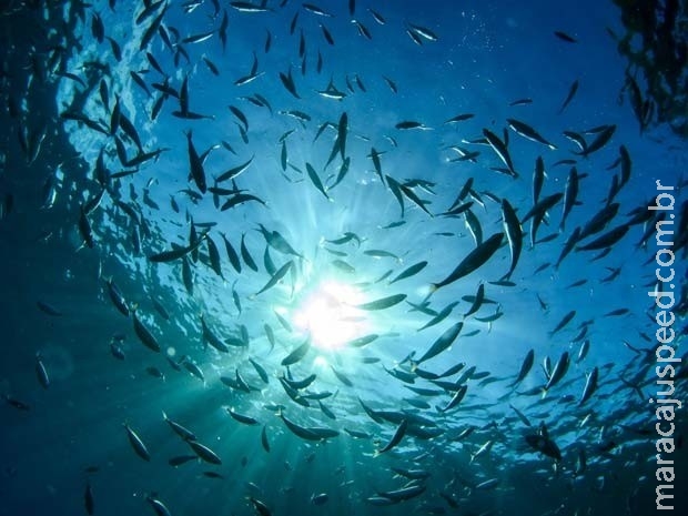 População de animais marinhos caiu pela metade desde 1970