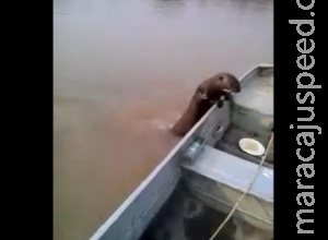 No Pantanal, ariranha invade barco e come peixes de pescador; veja vídeo