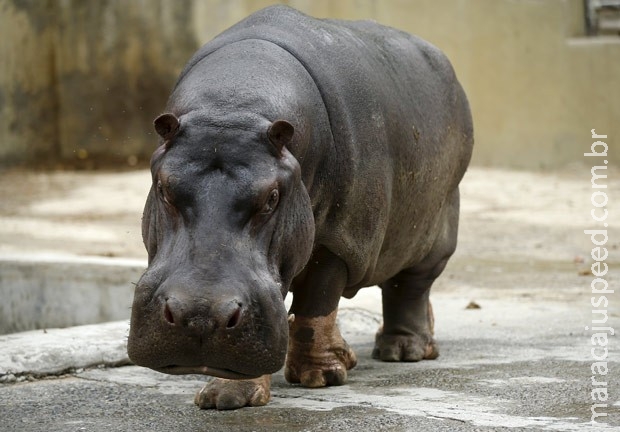 Após apanhar, bêbado diz ter sido atacado por hipopótamo