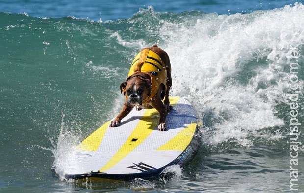 Cães "radicais" disputam campeonato de surfe na Califórnia Cães "radicais" disputam campeonato de surfe na Califórnia
