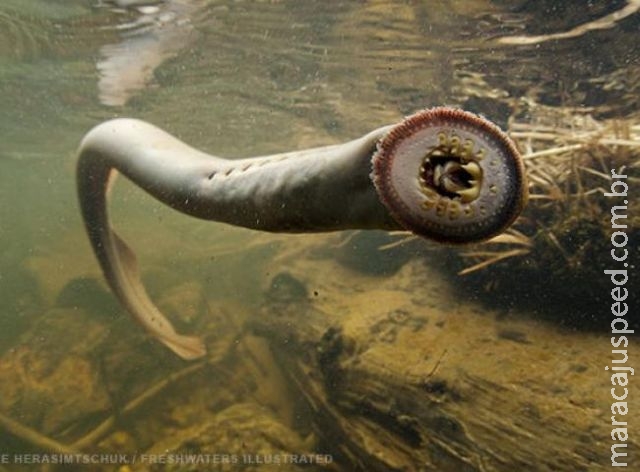 Peixe vampiro dos rios sumido há 200 anos está de volta Peixe vampiro dos rios sumido há 200 anos está de volta