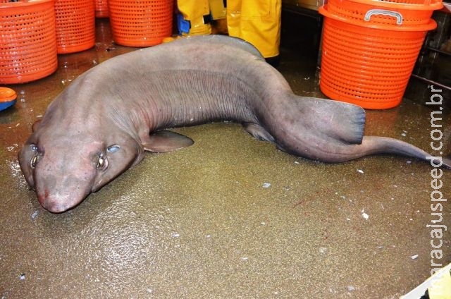 Tubarão "feio" comparado a sofá jogado fora é capturado na Escócia