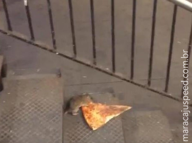 Rato é filmado carregando pedaço de pizza em metrô Rato é filmado carregando pedaço de pizza em metrô