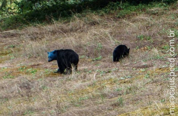 Canadense flagra ursa com cabeça pintada de azul 