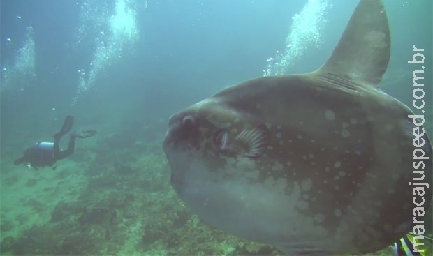 Mergulhador registra encontro incrível com peixe-lua em mergulho