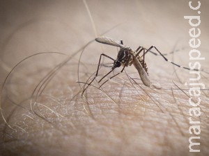 Mosquito da dengue pode transmitir nova virose chamada nyong-nyong Mosquito da dengue pode transmitir nova virose chamada nyong-nyong