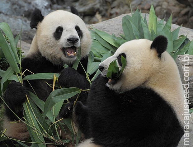 Hong Kong espera nascimento de seu primeiro filhote de panda