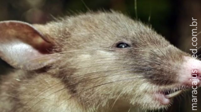 Cientistas descobrem na Indonésia nova espécie de mamífero Cientistas descobrem na Indonésia nova espécie de mamífero