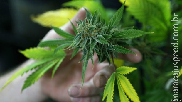 Uruguai venderá maconha legal nas farmácias a partir de 2016 Uruguai venderá maconha legal nas farmácias a partir de 2016