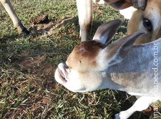 Bezerro nasce com deformação facial em fazenda de MS Bezerro nasce com deformação facial em fazenda de MS