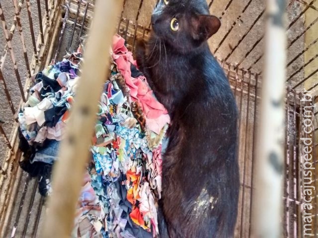 Aparecida do Taboado: PMA prende estudante de 26 anos por maus-tratos ao atirar em um gato Aparecida do Taboado: PMA prende estudante de 26 anos por maus-tratos ao atirar em um gato