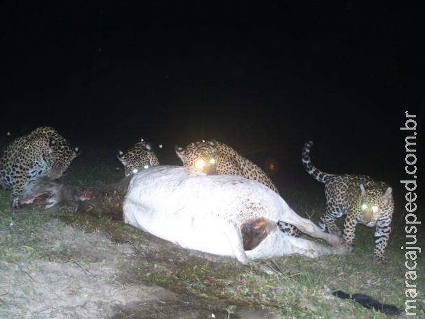 Onças-pintadas devoram vaca a 1 km de sede de pousada no Pantanal Onças-pintadas devoram vaca a 1 km de sede de pousada no Pantanal