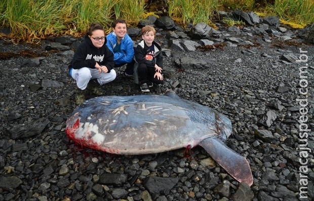 Peixe gigante é encontrado em praia no Alasca 