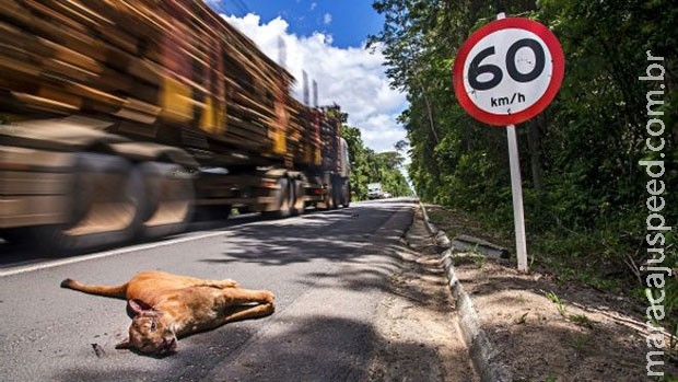 Por que o Brasil massacra 1 milhão de animais por dia em suas estradas? Por que o Brasil massacra 1 milhão de animais por dia em suas estradas?