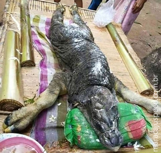Tailandeses ficam aterrorizados com aparência bizarra de animal Tailandeses ficam aterrorizados com aparência bizarra de animal