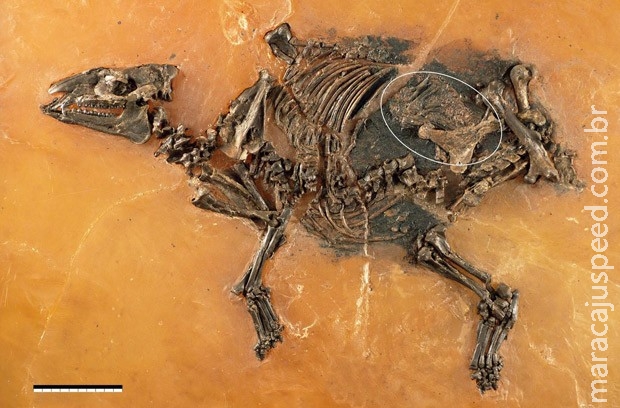 Feto de equídeo de 48 milhões de anos é descoberto na Alemanha Feto de equídeo de 48 milhões de anos é descoberto na Alemanha