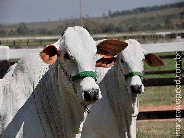 Preço boi gordo em MS subiu 9% em setembro deste ano frente a 2014 Preço boi gordo em MS subiu 9% em setembro deste ano frente a 2014