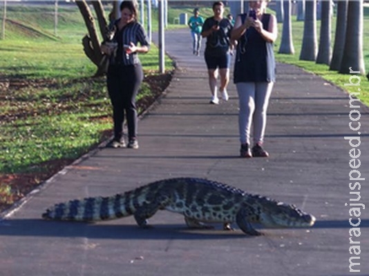 MP quer jacarés, capivaras e sucuris retirados de lagoa urbana em MS MP quer jacarés, capivaras e sucuris retirados de lagoa urbana em MS