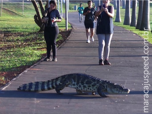 MP quer jacarés, capivaras e sucuris retirados de lagoa urbana em MS