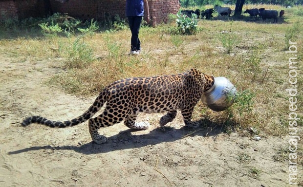 Leopardo com sede prende cabeça em pote de metal na Índia