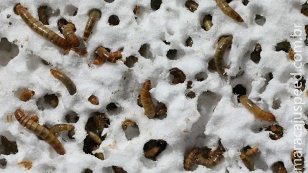 A larva que come plástico e pode ter papel-chave em reciclagem A larva que come plástico e pode ter papel-chave em reciclagem