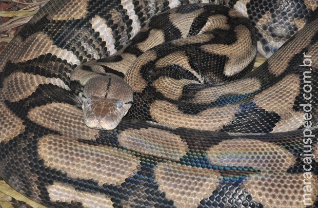 Cientistas desvendam segredo das cobras para deslizar sobre o chão