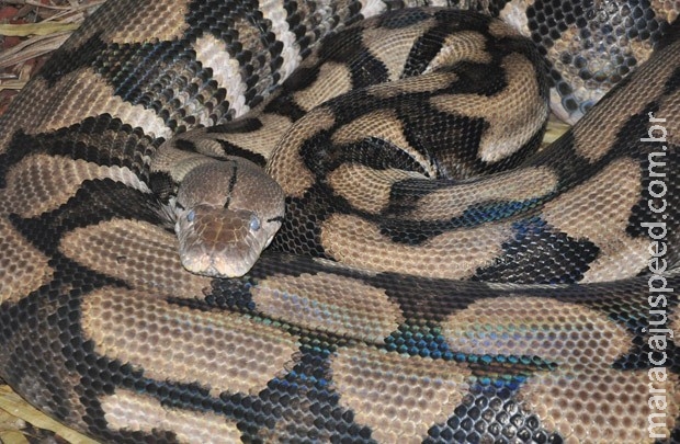 Cientistas desvendam segredo das cobras para deslizar sobre o chão Cientistas desvendam segredo das cobras para deslizar sobre o chão