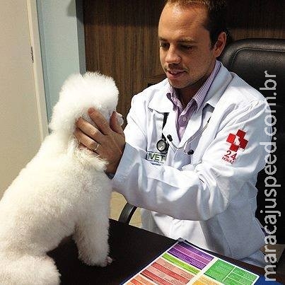 Veterinário alerta sobre câncer de mama em animais domésticos Veterinário alerta sobre câncer de mama em animais domésticos