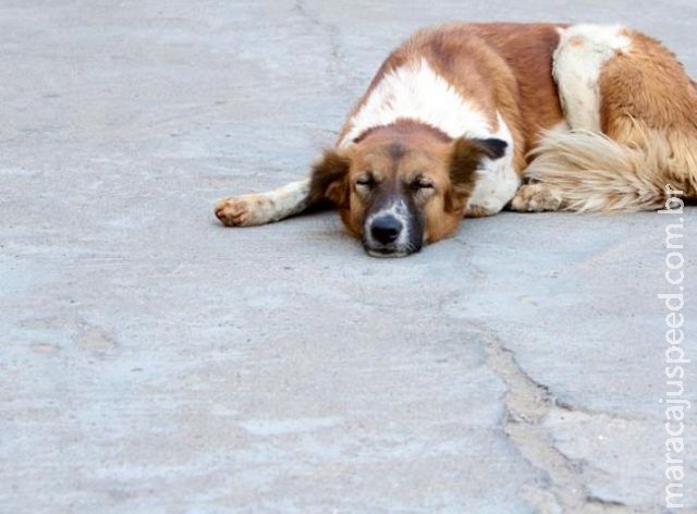 O cão deve dormir dentro ou fora de casa?